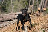 JAGDTERRIER ALLEMAND 110